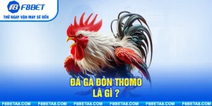 Đá Gà Đòn Thomo Là Gì? Địa Chỉ Theo Dõi Đáng Tin Cậy Hiện Nay