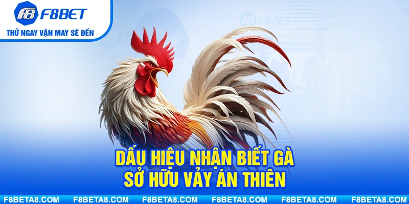 Dấu hiệu nhận biết gà sở hữu Vảy Án Thiên