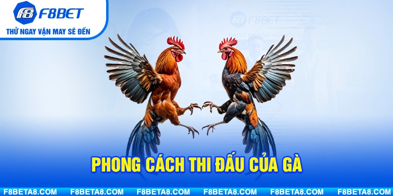Phong cách thi đấu của gà mang vảy khai tiền