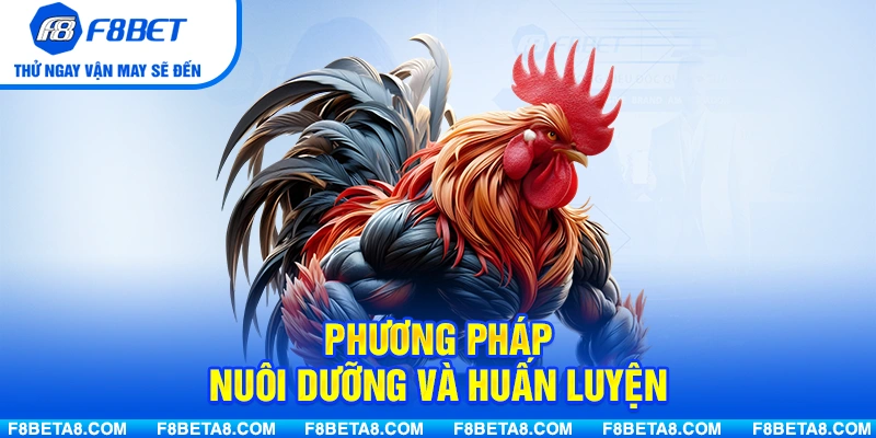 Phương pháp nuôi dưỡng và huấn luyện gà có Vảy Nội Hoa Đăng
