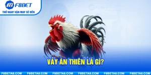 Vảy Án Thiên Là Gì? Hướng Dẫn Nhận Diện Gà Chọi Chuẩn Xác