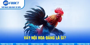 Vảy Nội Hoa Đăng Là Gì? Điểm Nhận Diện Chiến Kê Sở Hữu Lối Đá Ấn Tượng