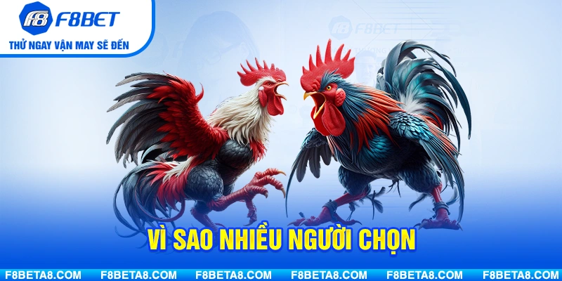 Vì sao nhiều người chọn theo dõi Đá Gà Đòn Thomo